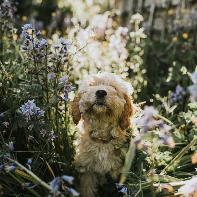 popular gardening trend can be toxic to pets