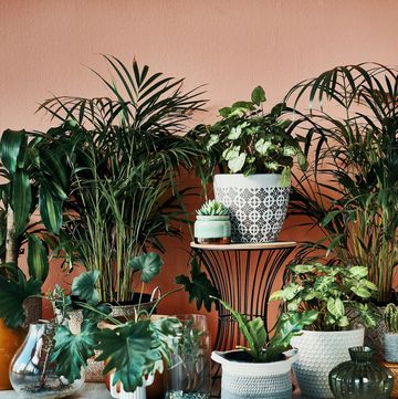 shot of plants growing in vases at home against coral wall