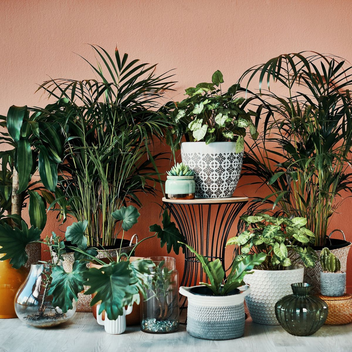 shot of plants growing in vases at home against coral wall