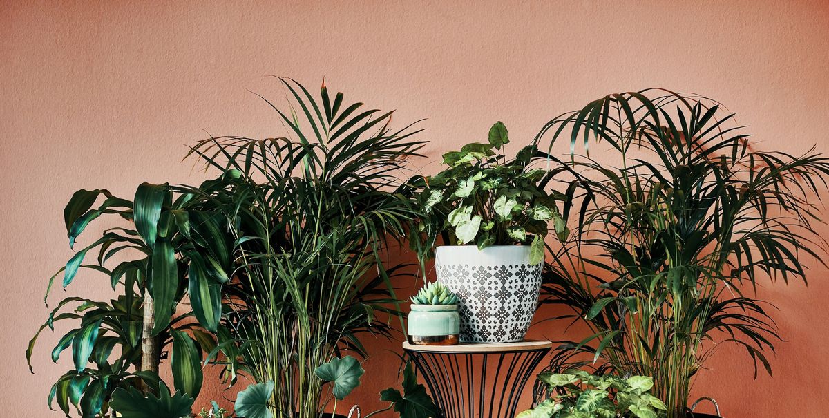Popular Houseplants 10 Indoor Plant Trends For 2024
