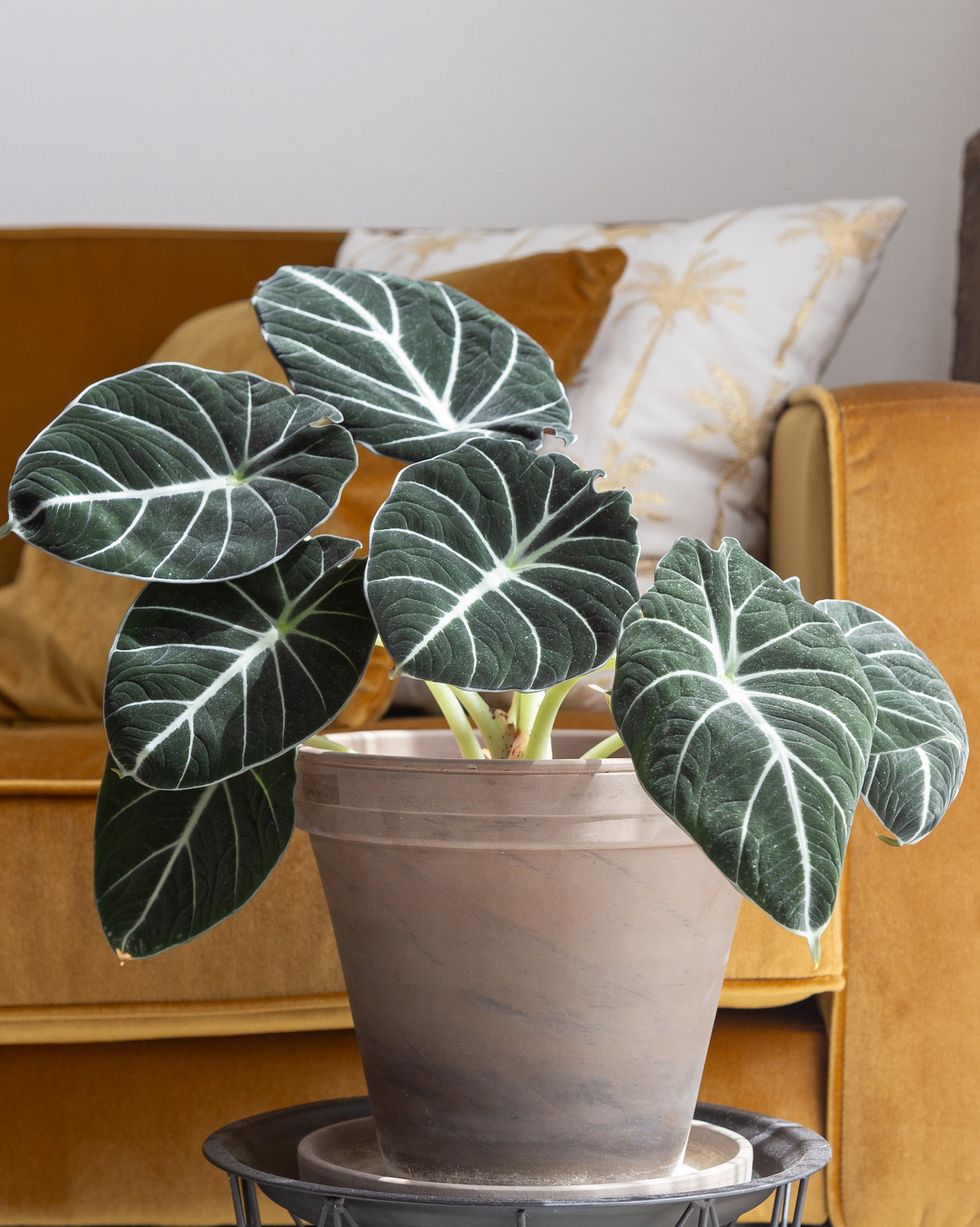 alocasia reginula in living room inside a taupe coloured plant pot ochre ouch and black and white carpet