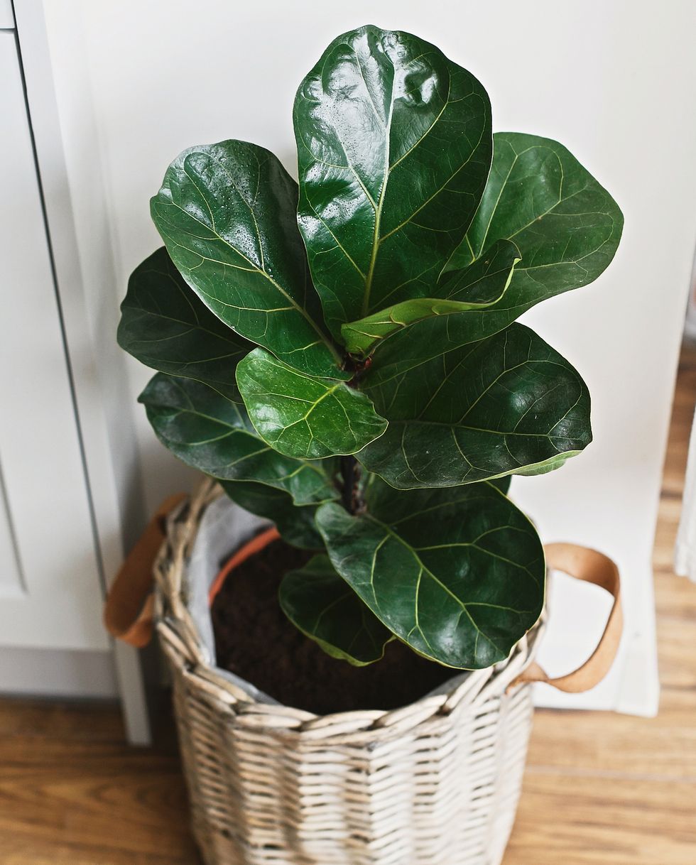 big fiddle leaf fig tree in stylish modern pot near kitchen furniture ficus lyrata leaves, stylish plant on wooden floor in kitchen floral decor in modern home