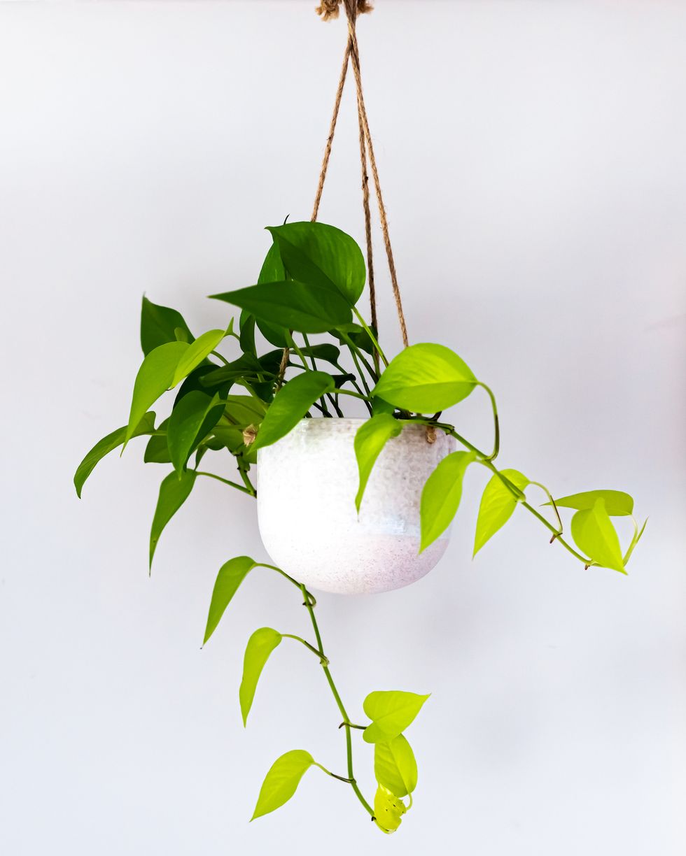 hanging plant from the ceiling, trailing plant