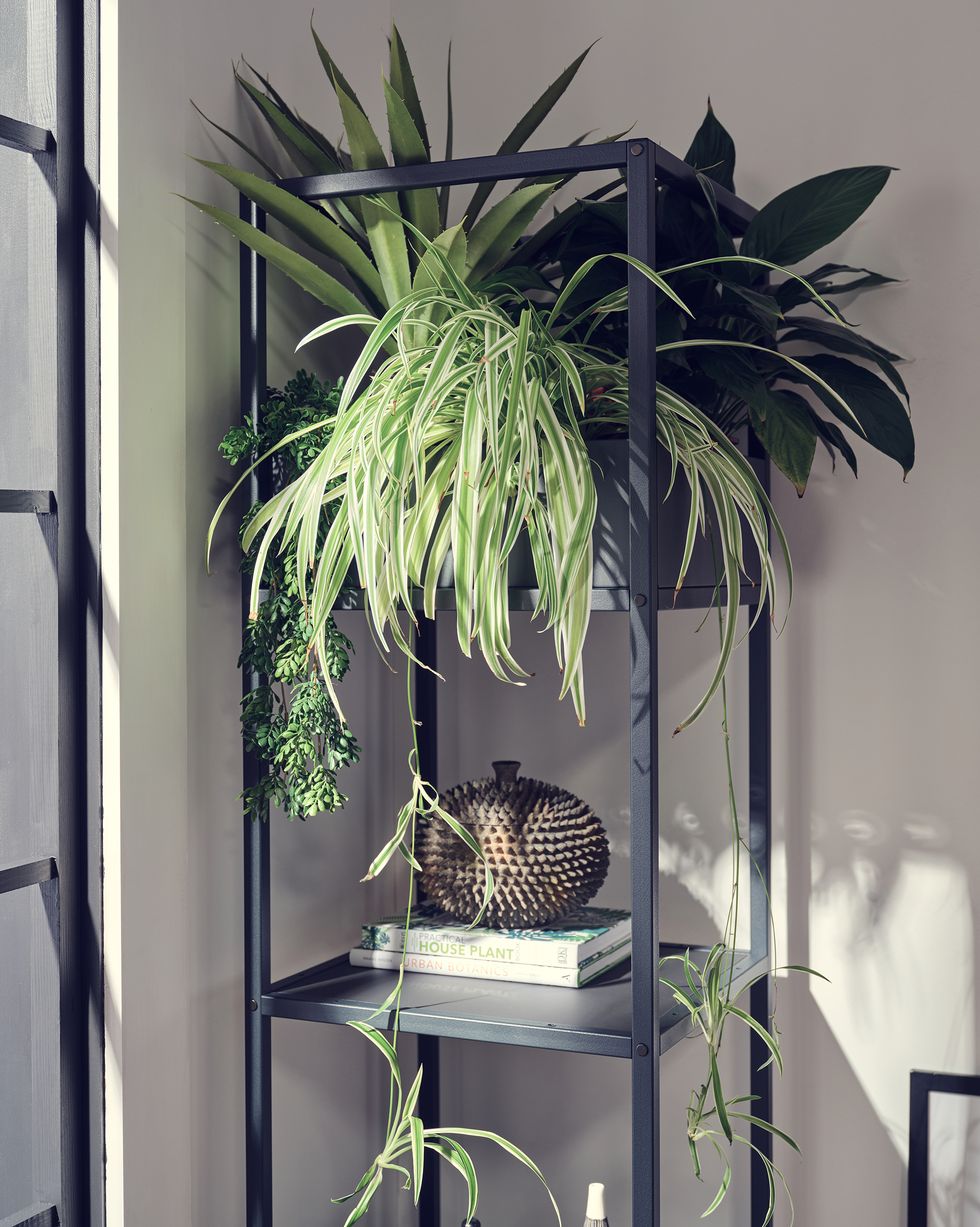 plants sitting on a shelf