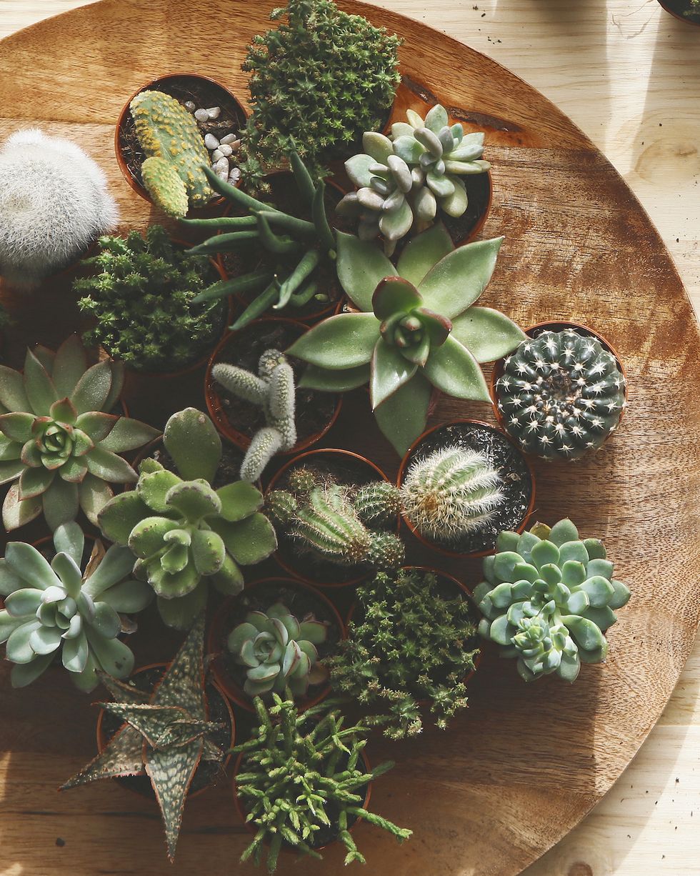 cactus and succulents on wood