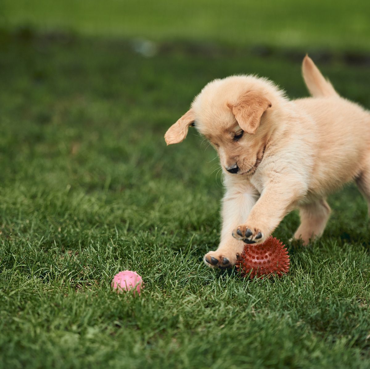 5 Common Puppy Problems and How to Solve Them