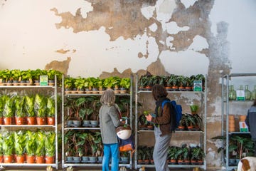 pop up de plantas y flores de colvin
