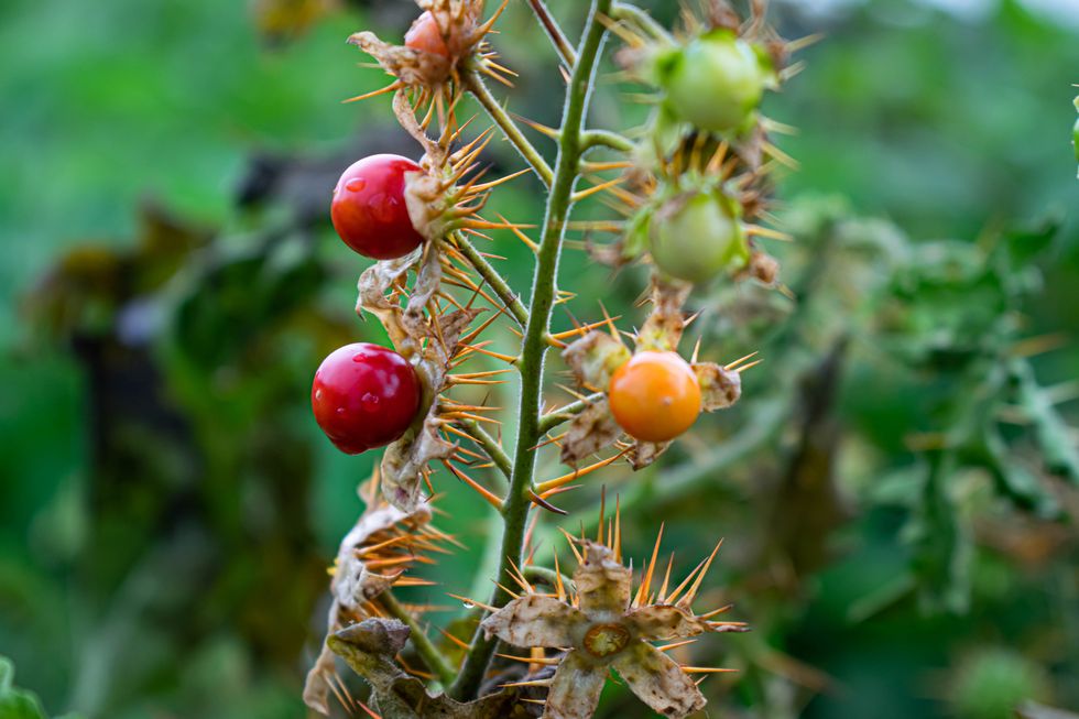 porcupine tomato fruit