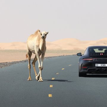 a car and a camel on a road with mountains in the background