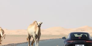 a car and a camel on a road with mountains in the background