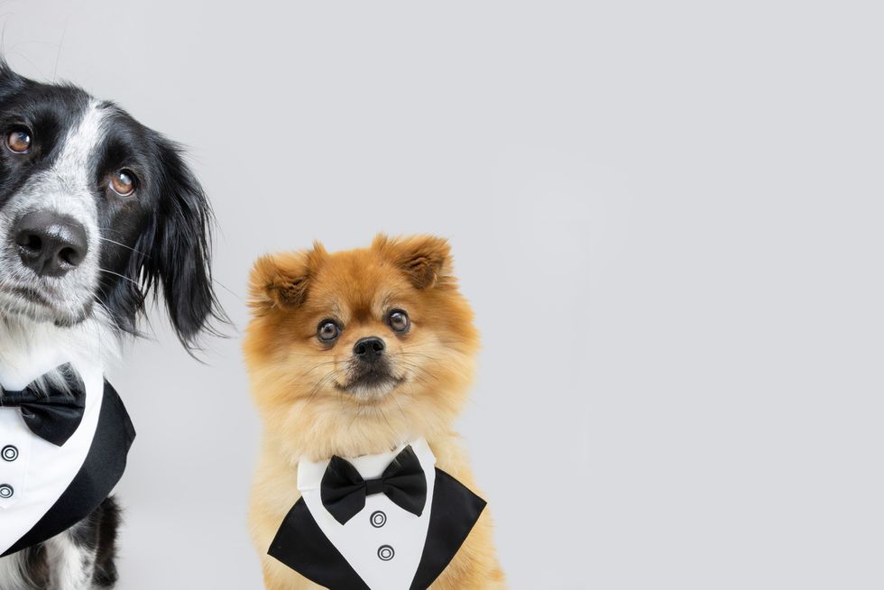 portrait elegant dogs wearing a tuxedo costume isolated on gray background