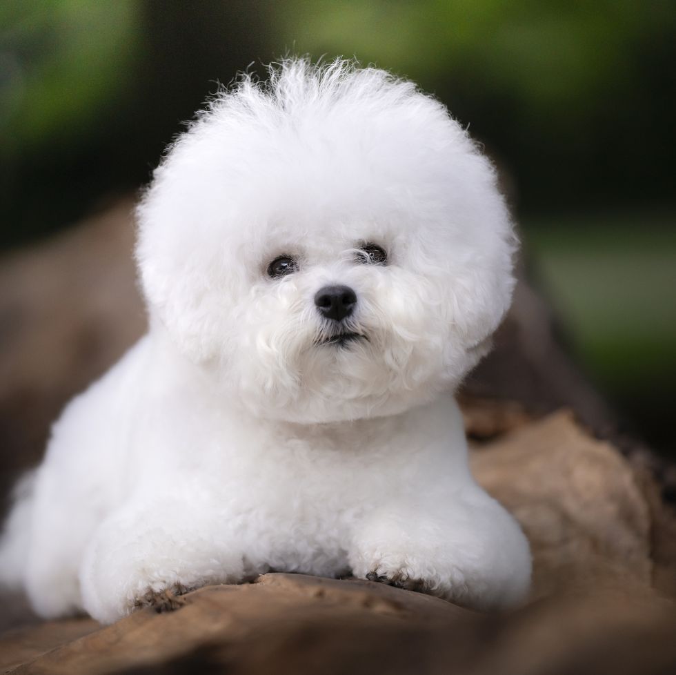 portrait of a bichon frise dog smallest dog breeds