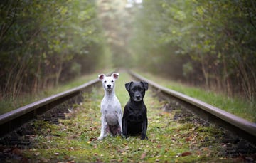 portrait of a black and white patterdale terrier