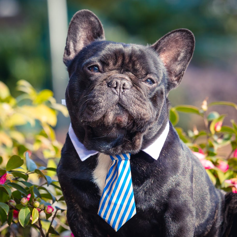 portrait of a cute black french bulldog wearing a striped tie