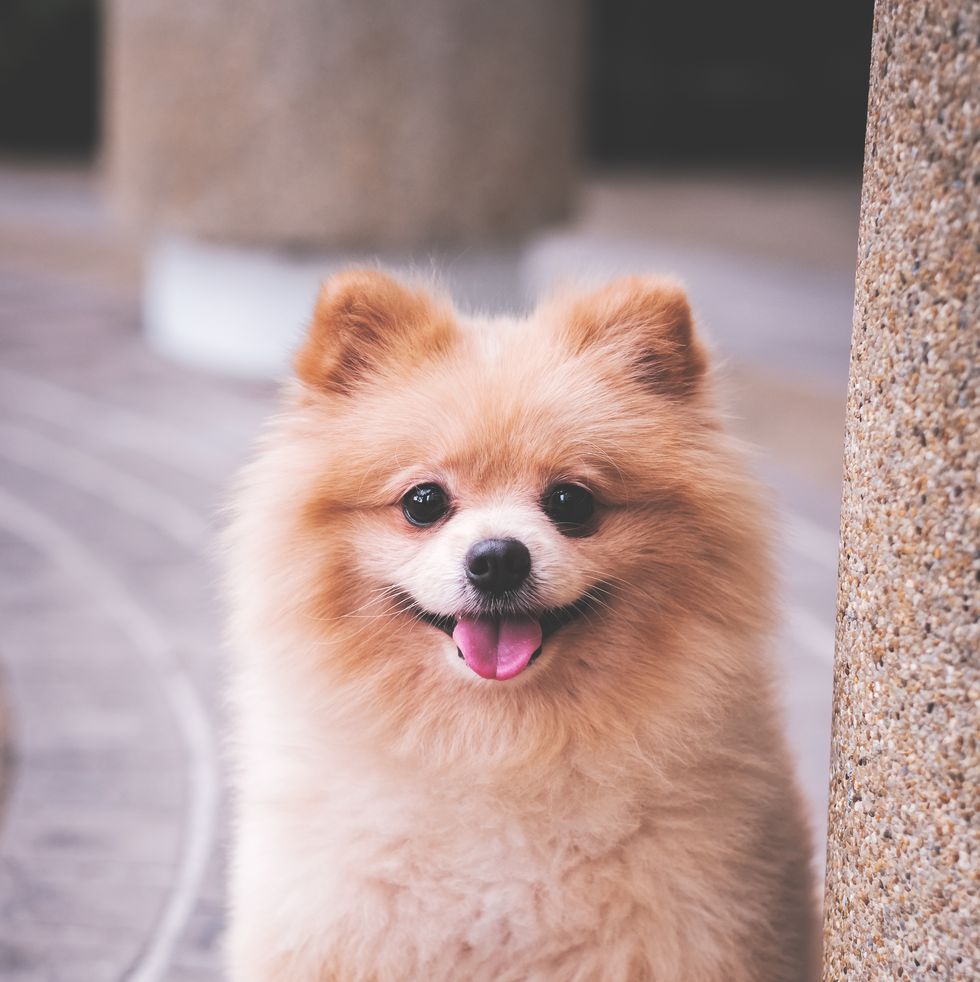 portrait of a cute pomeranian dog in street