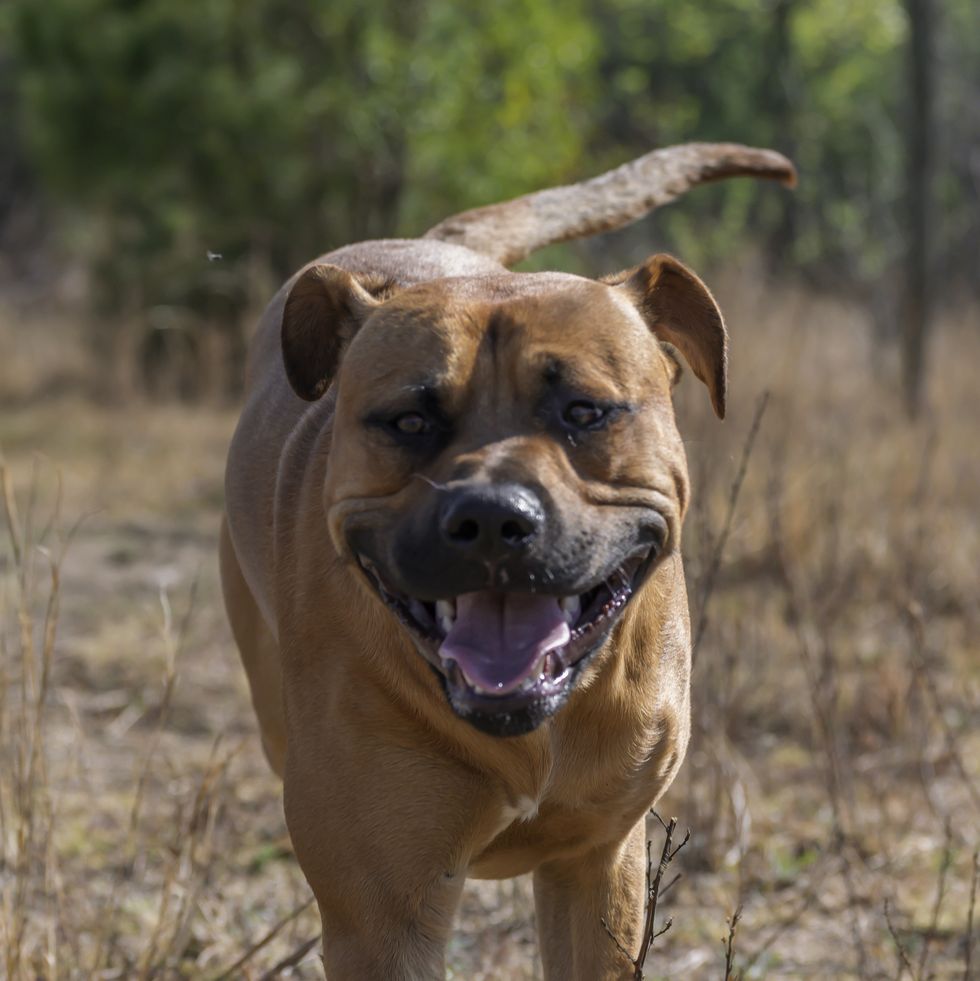 a boerboel dog in a dry field