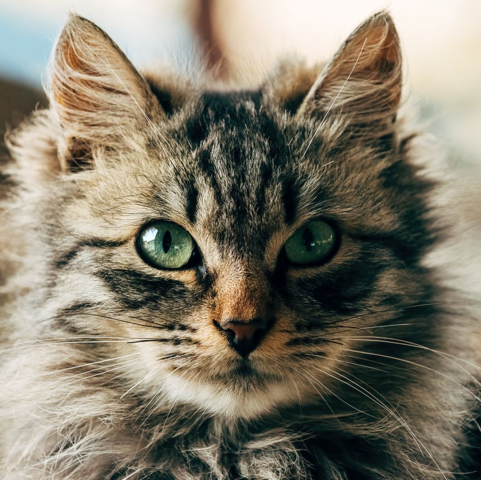 Portrait of fur mixture with female house with green eyes similar to Serbia's Ragamufin