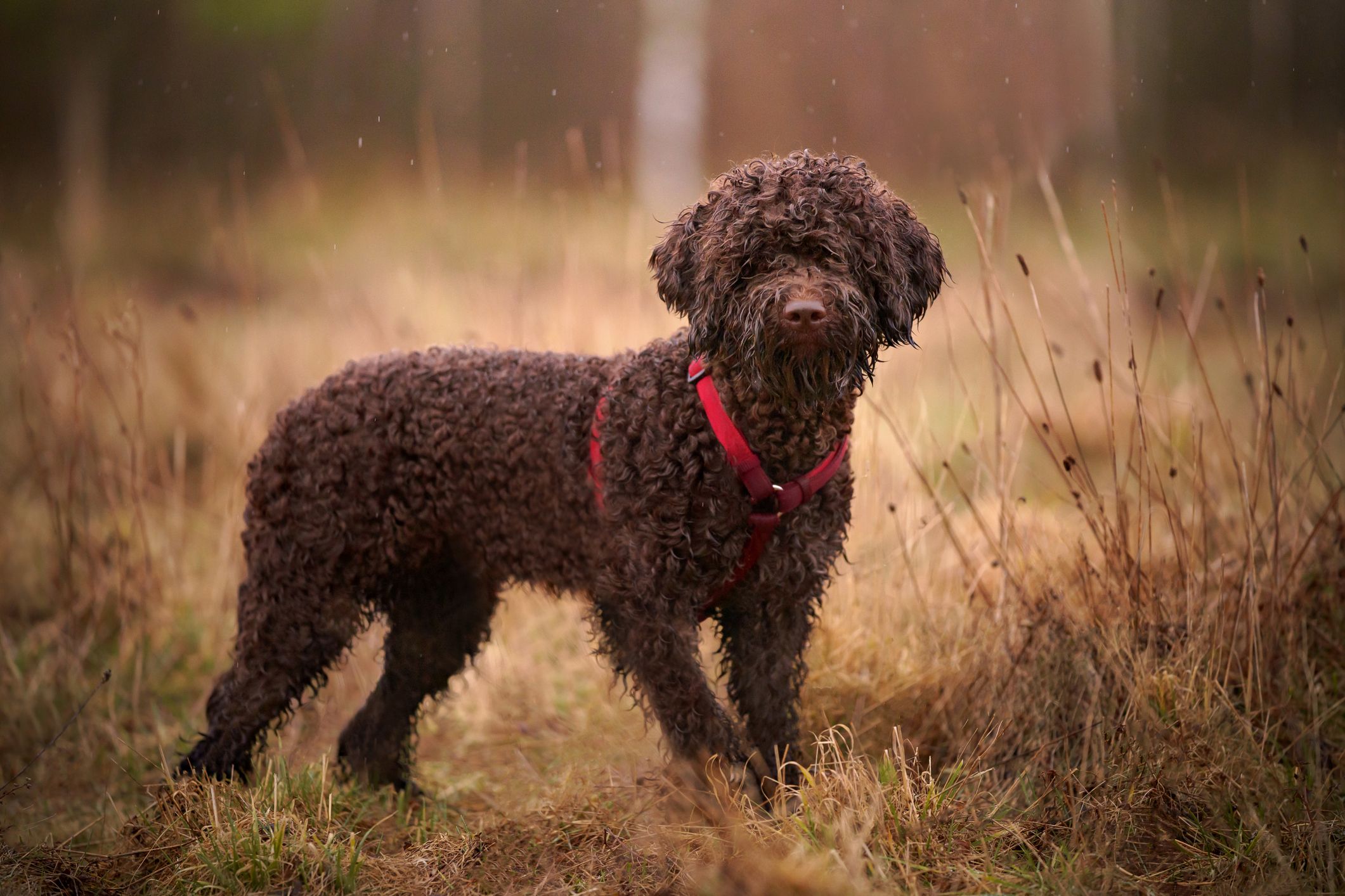 Portrait Of A Lagotto Romagnolo Dog Royalty Free Image 1658448372 