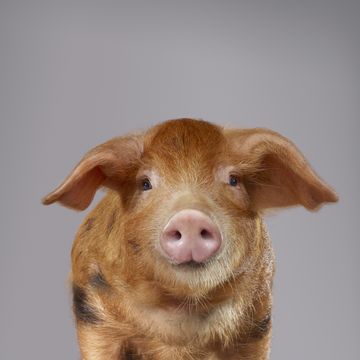 portrait of a pig