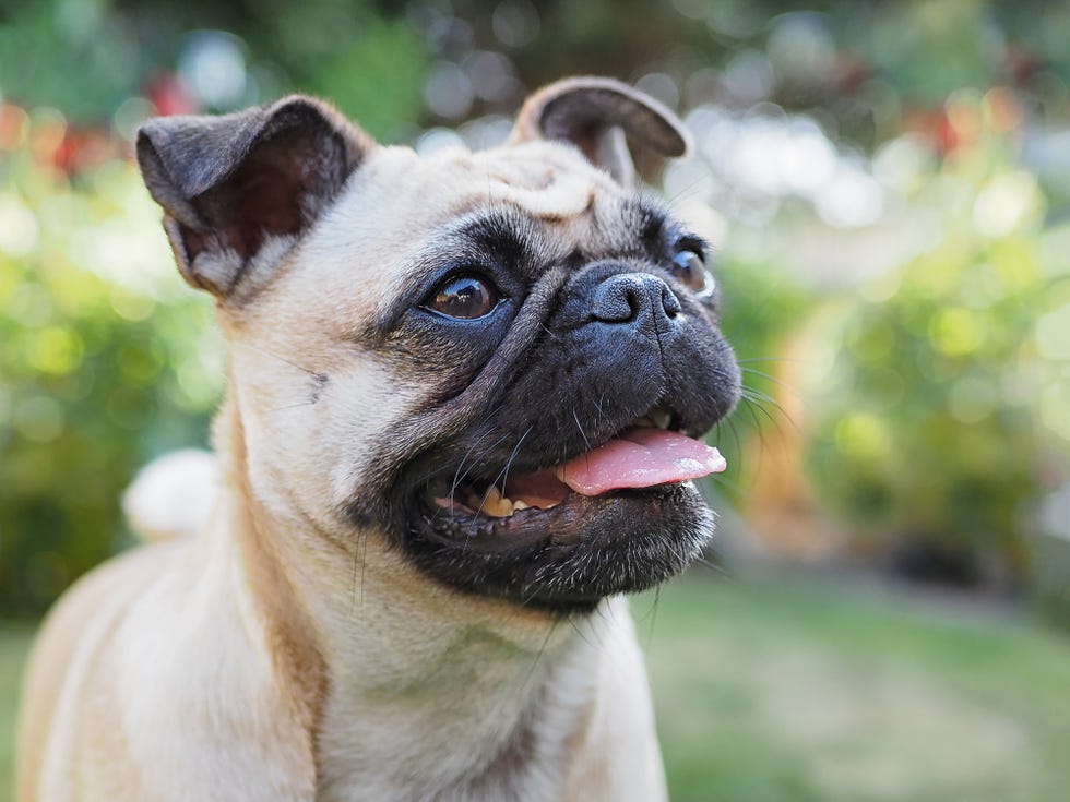 portrait of a pug