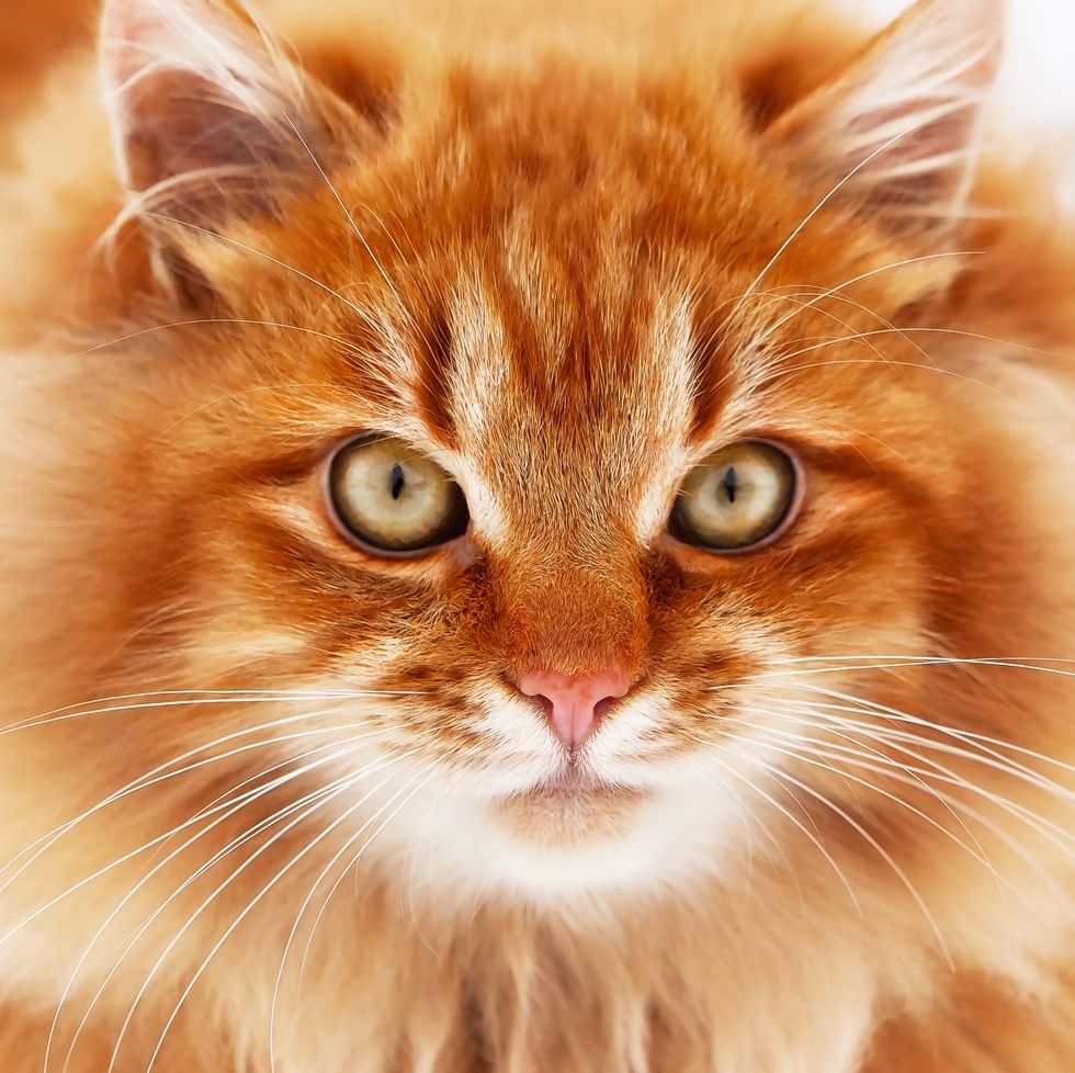 orange cat breeds siberian cat