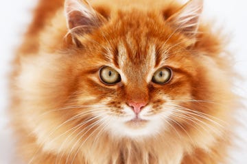 gatos de color naranja