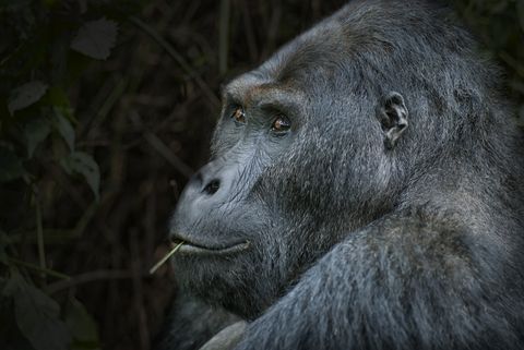 Portrait of a Silverback Eastern Lowland Gorilla, wildlife shot, Congo