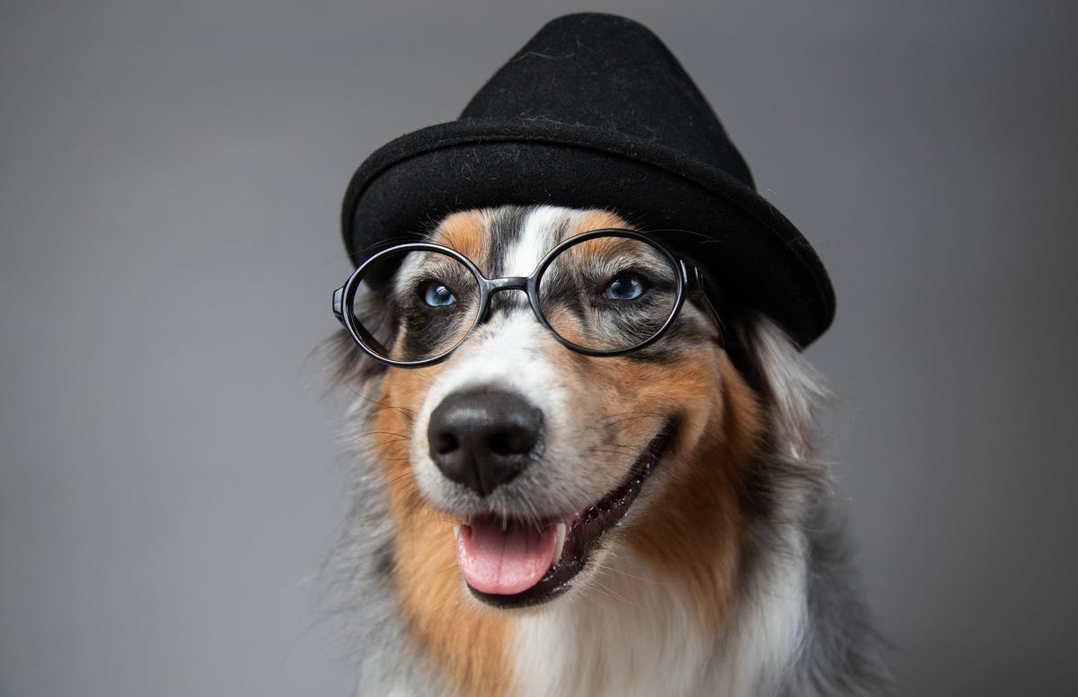 Zijn honden kleurenblind? Dit ziet een hond