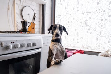 portrait of an italian greyhound dog in the kitchen