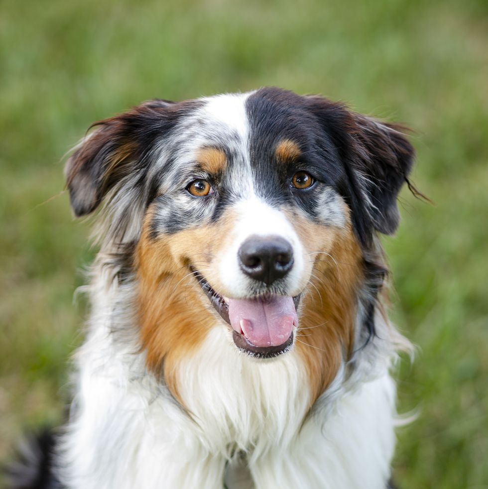 portrait of australian shepherd dog