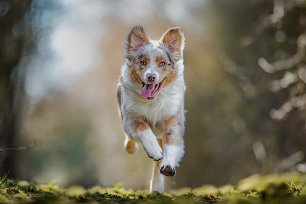 portrait of australian shepherd running on field,luxemburg,luxembourg