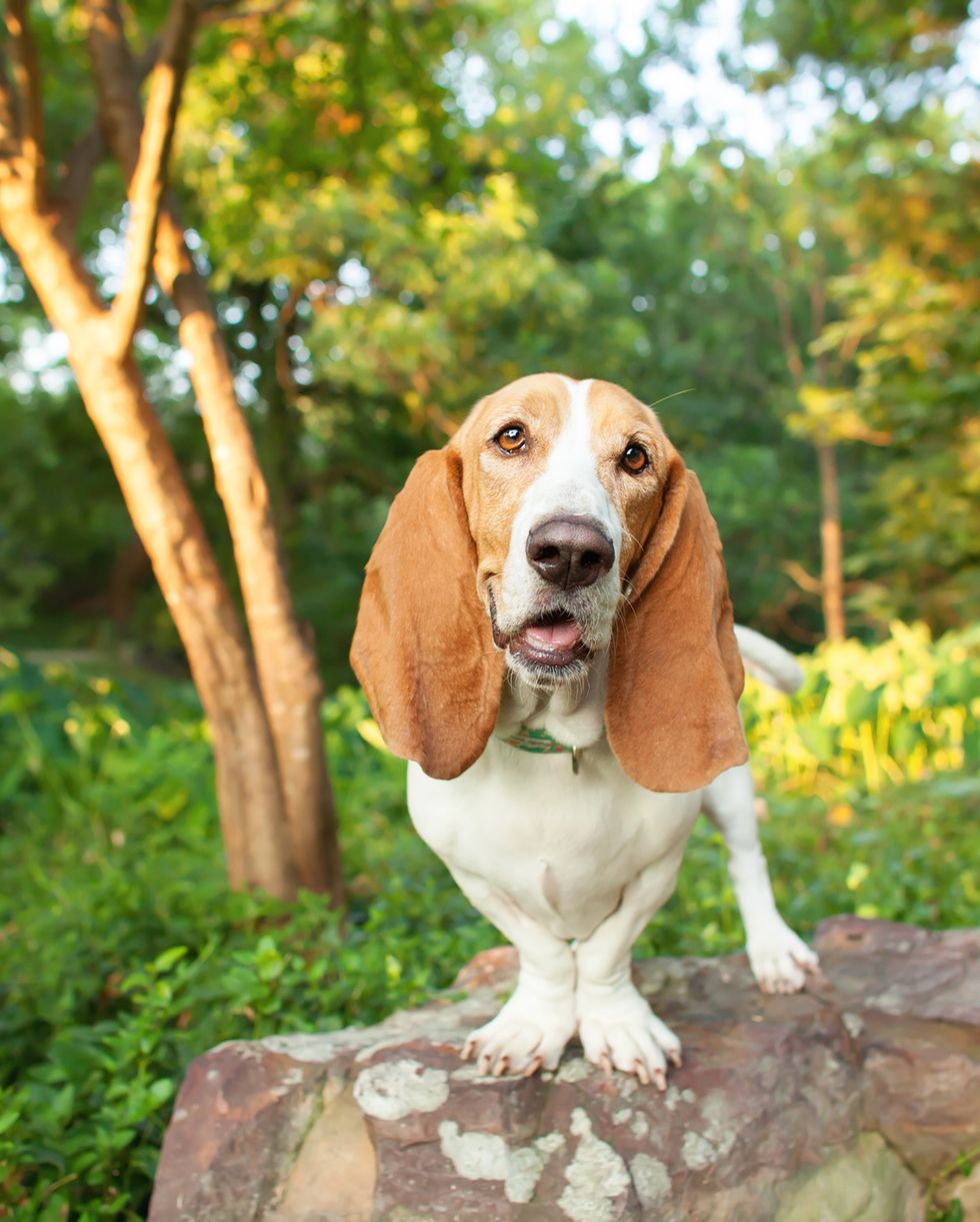 medium sized dog breeds basset hound