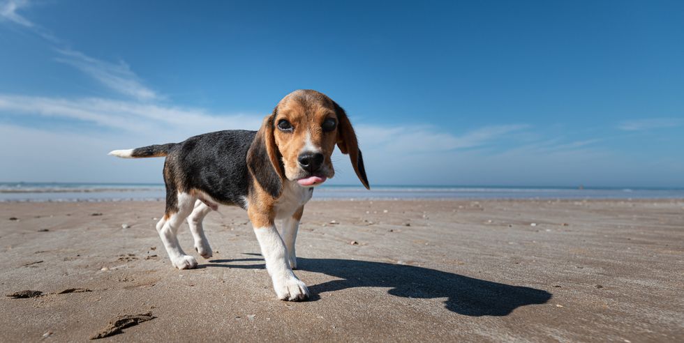 portrait of beagle standing on beach against sky,spain