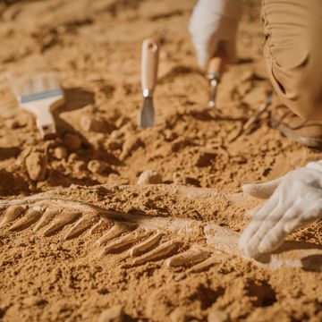 portrait of beautiful paleontologist cleaning tyrannosaurus dinosaur skeleton with brushes archeologists discover fossil remains of new predator species archeological excavation digging site