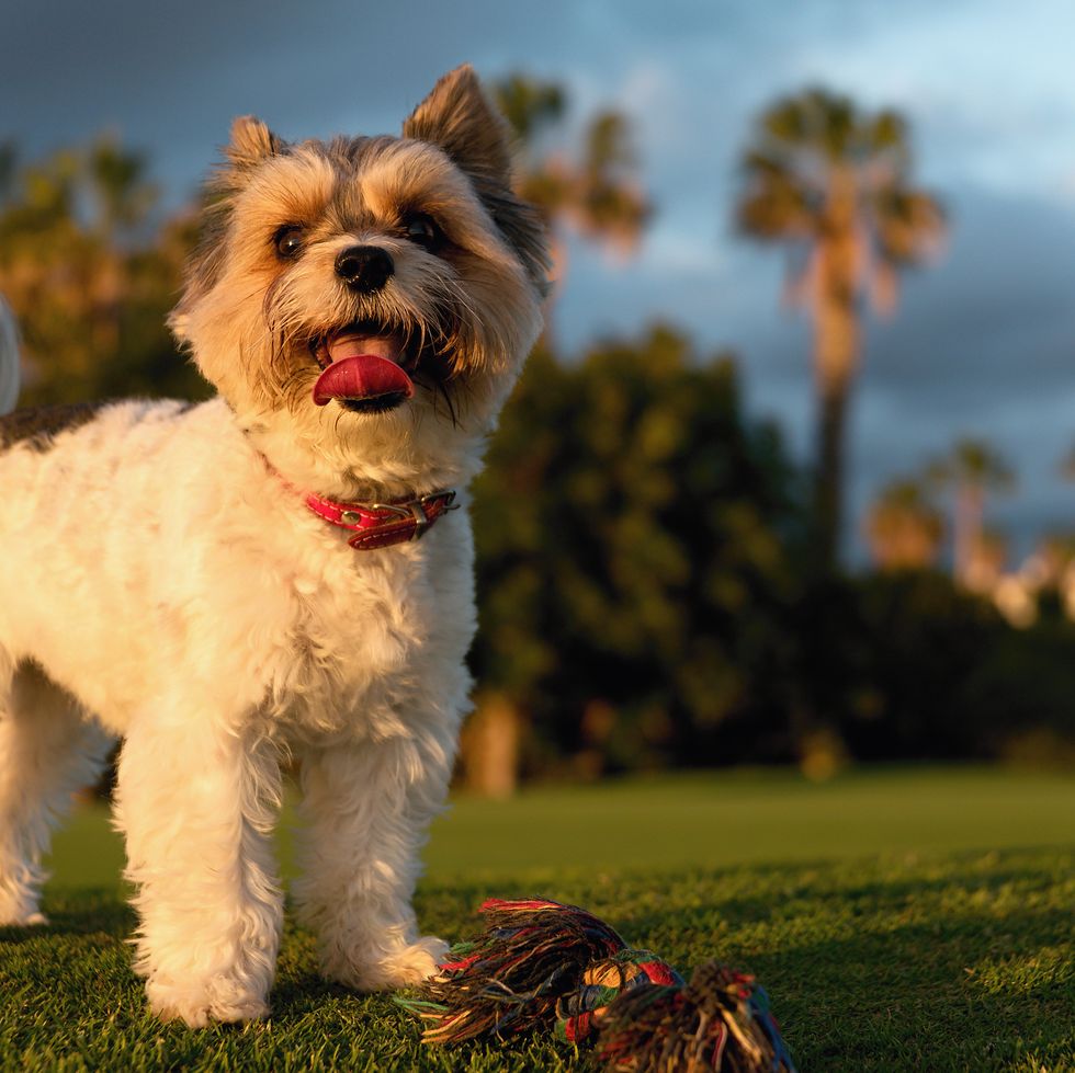 portrait of biewer terrier with her tongue out in the grass