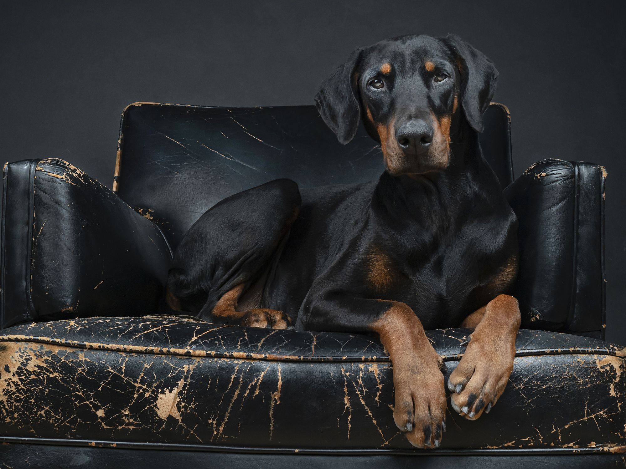 Large black outlet and tan dog