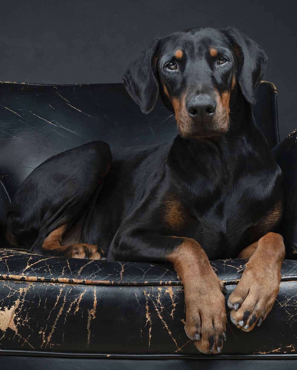 best large breed dogs doberman pinscher