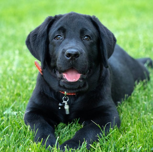 black labrador retriever sitting on grassy field