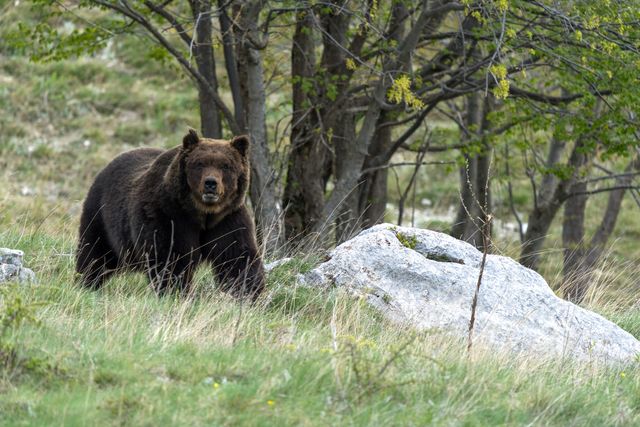 orso trekking cosa fare