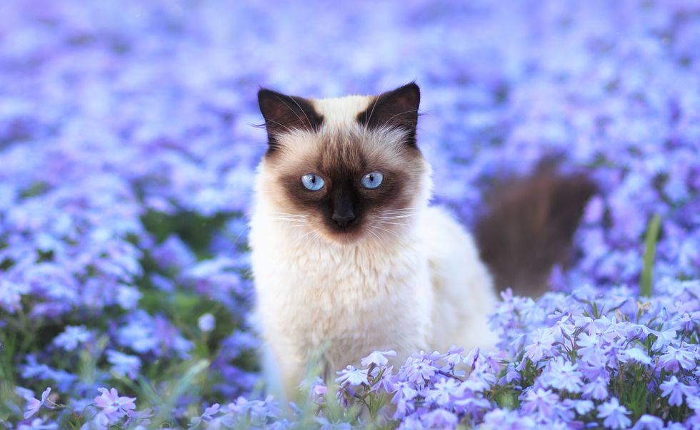 portrait of cat amidst purple flowers