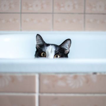 portrait of cat hiding in bathtub