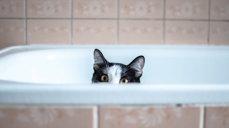 doors seek cat｜TikTok Search