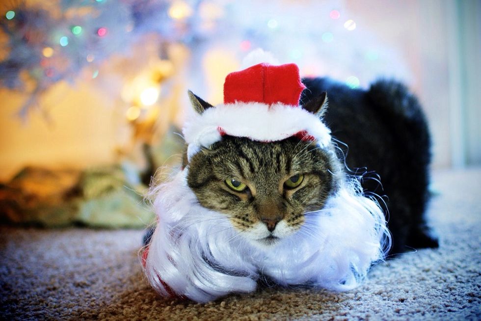 portrait of cat in santa claus costume during christmas