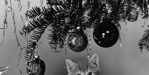 PORTRAIT OF CAT SITTING ON CHRISTMAS PRESENT