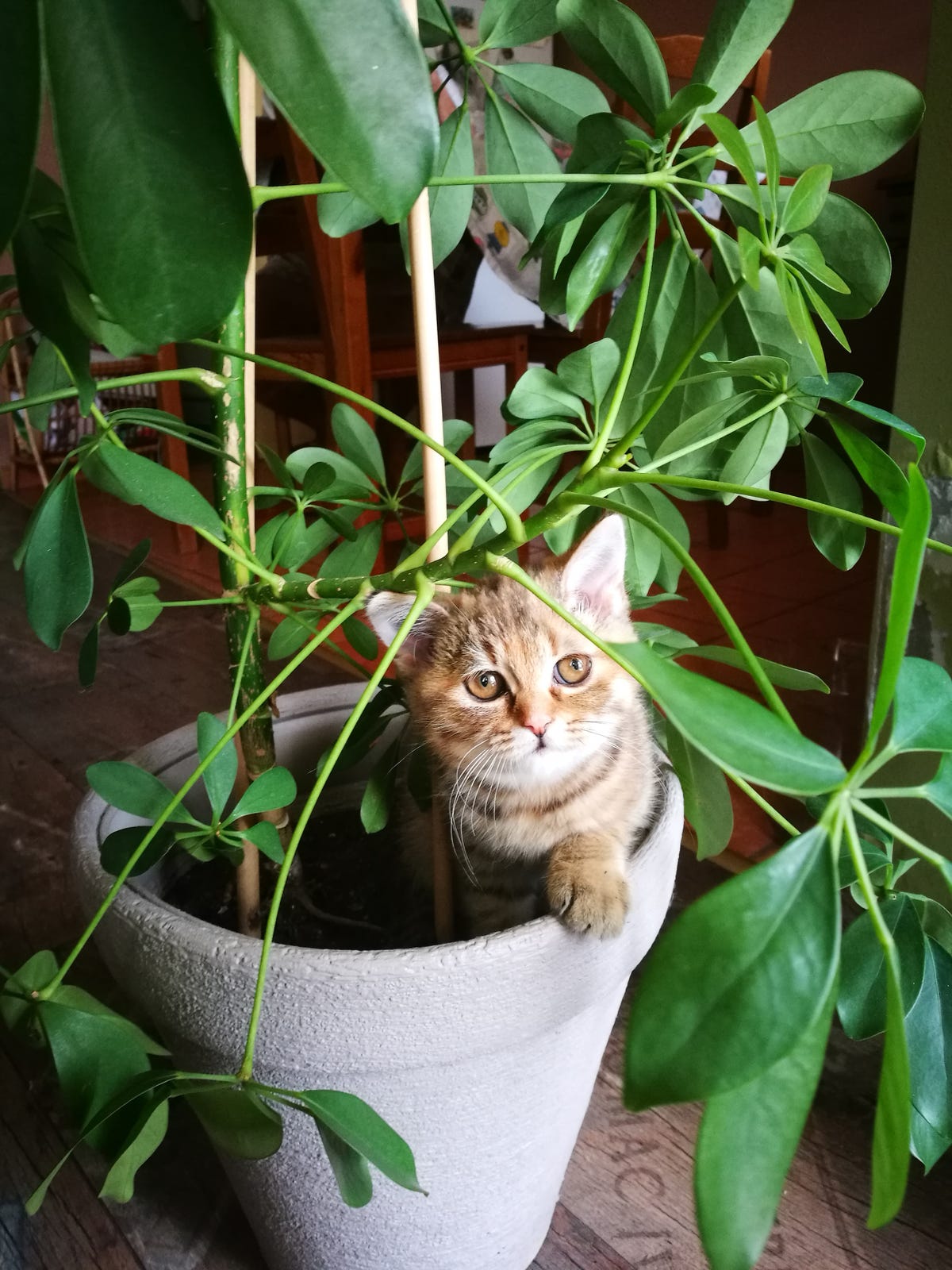 猫 