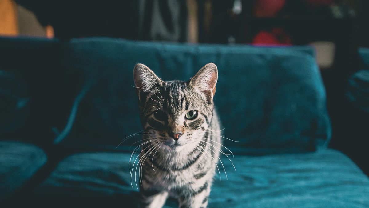 10 Reasons Why Cat Lovers Are the Best