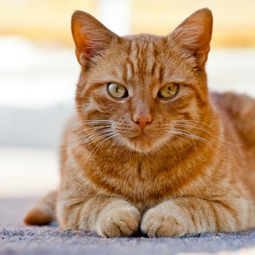 orange cat breeds