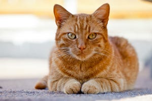 orange cat breeds