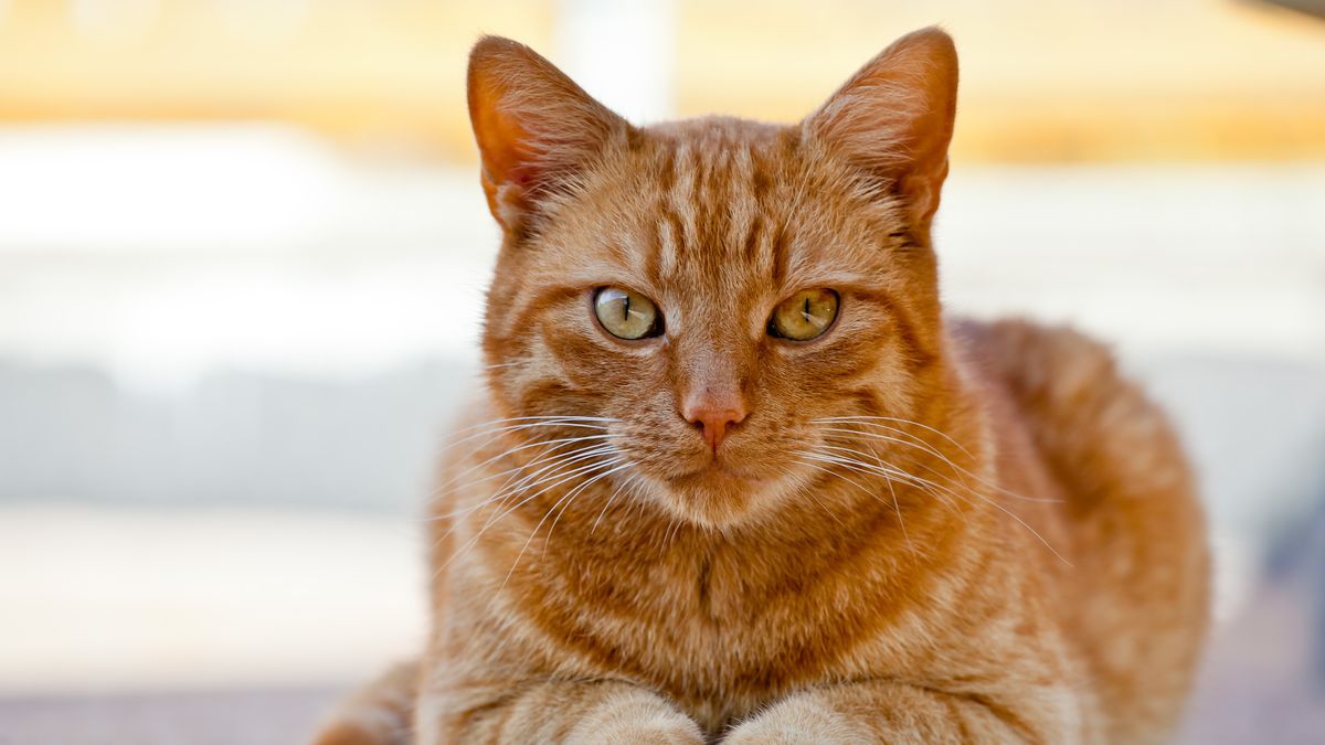 preview for 10 of the Cutest Cat Breeds