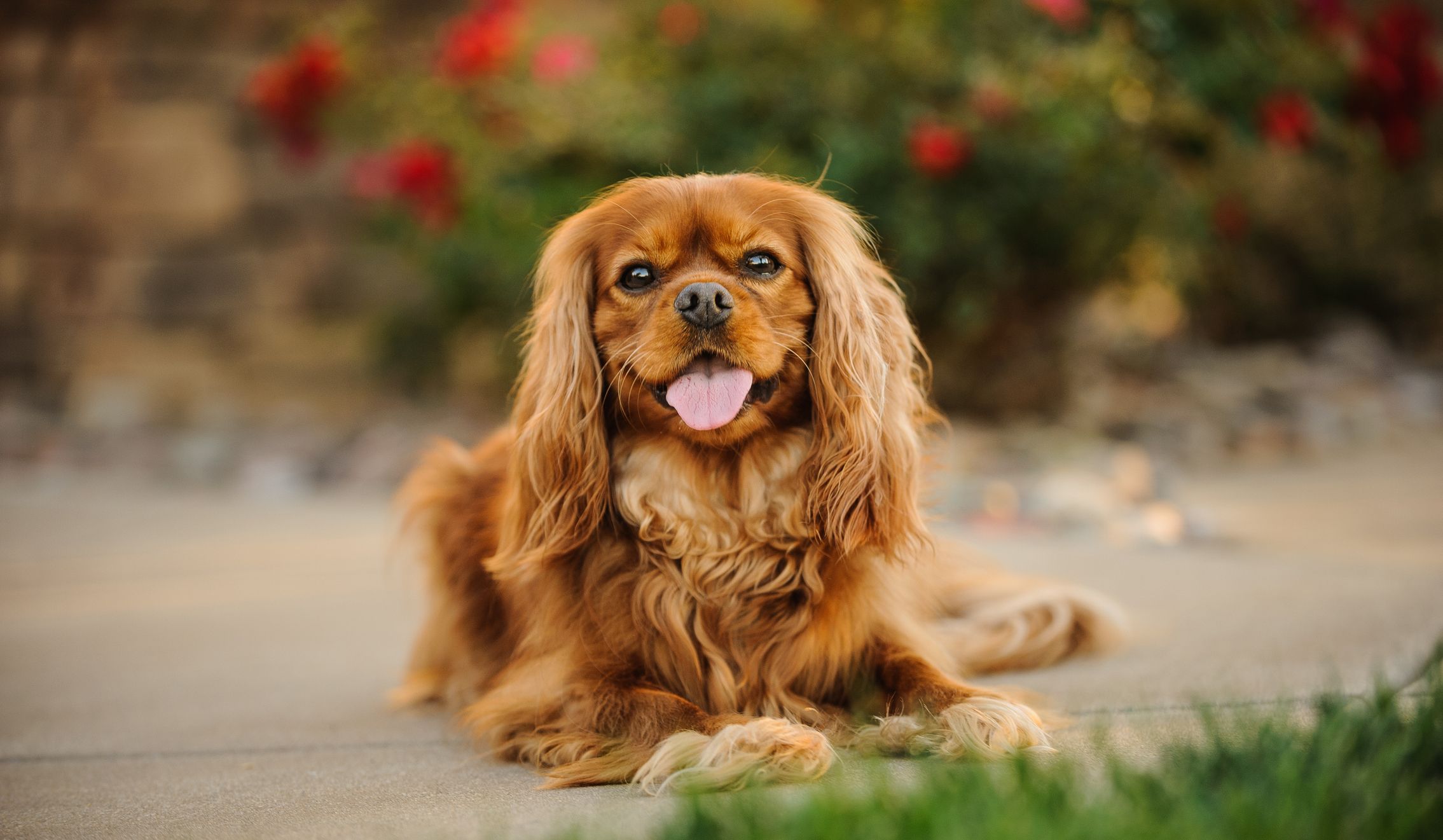 beautiful brown dog